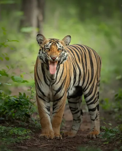 Tadoba Safari Booking Guide 2026: Zones, Gates, Timings & How to Book
