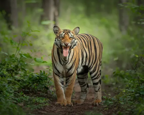Explore jungle lodges gallery image 2