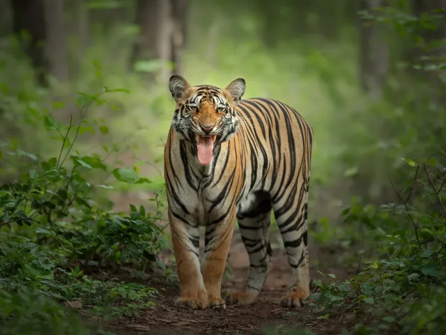 Tadoba Tiger Safari — Short Break — Maharashtra