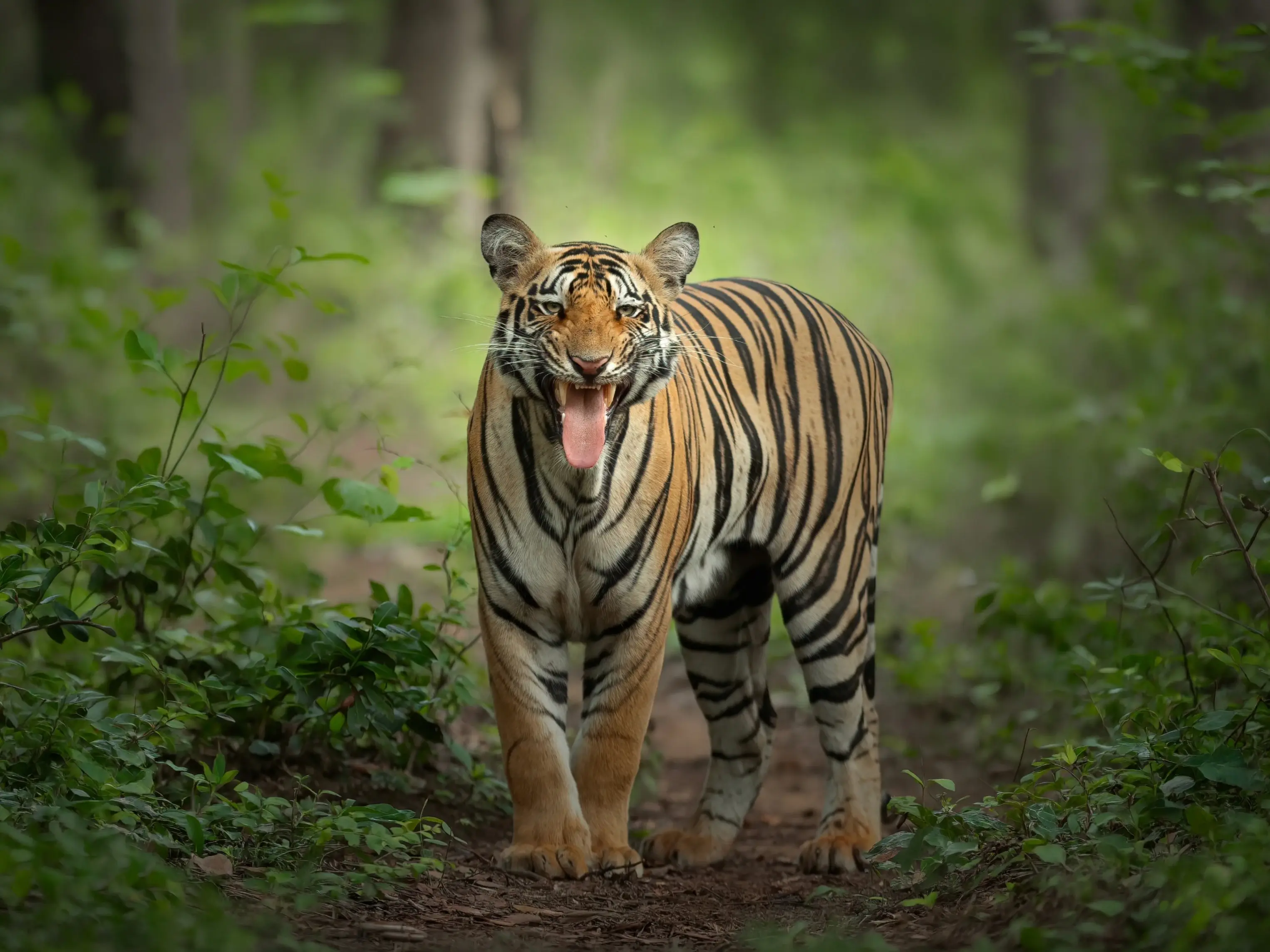 Tiger standing in green forest