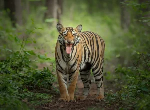 Bor wildlife — 4-day itinerary