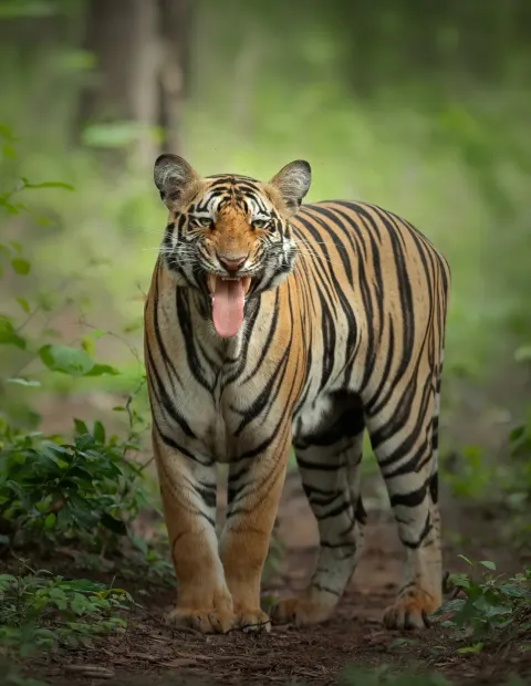 Tipeshwar Tiger Safari — Weekend Getaway — Maharashtra