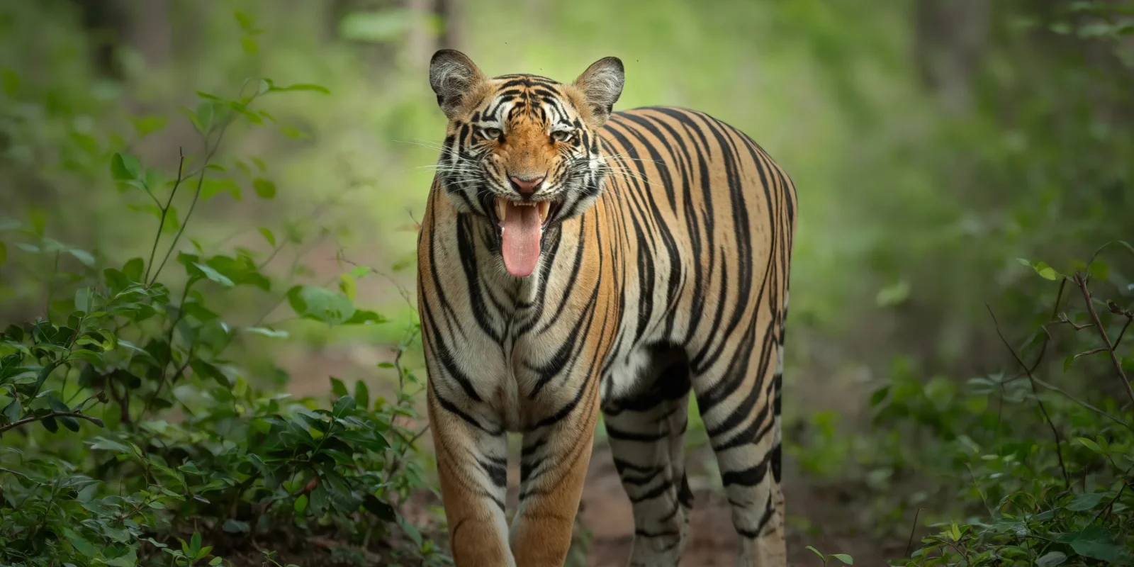 Tadoba Safari Booking Guide 2026: Zones, Gates, Timings & How to Book