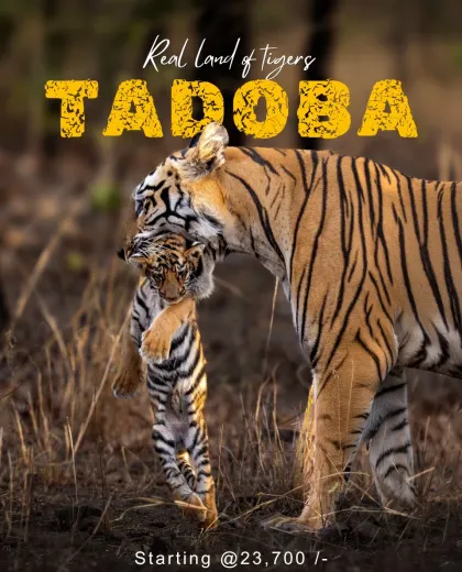 Tadoba Safari Zones Explained: Core and Buffer, Compared Properly