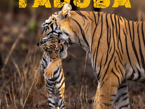 Tadoba Safari Zones Explained: Core and Buffer, Compared Properly