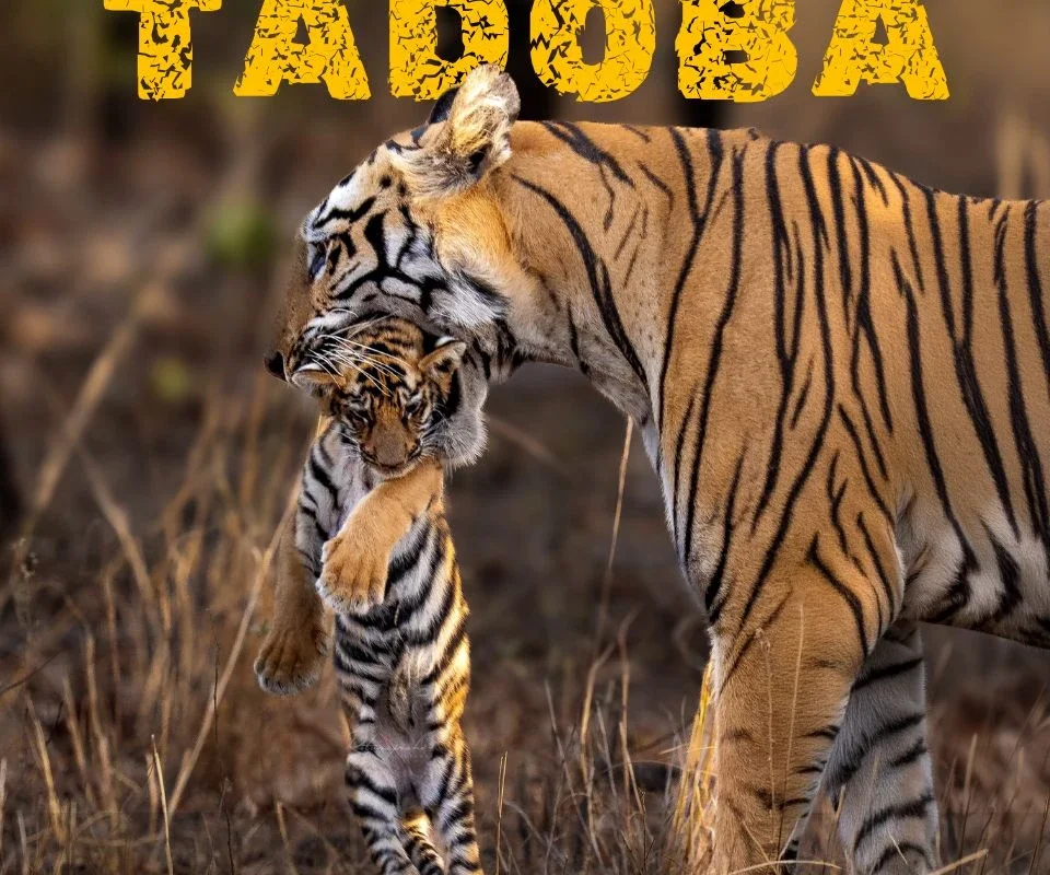 Tadoba Safari Zones Explained: Core and Buffer, Compared Properly