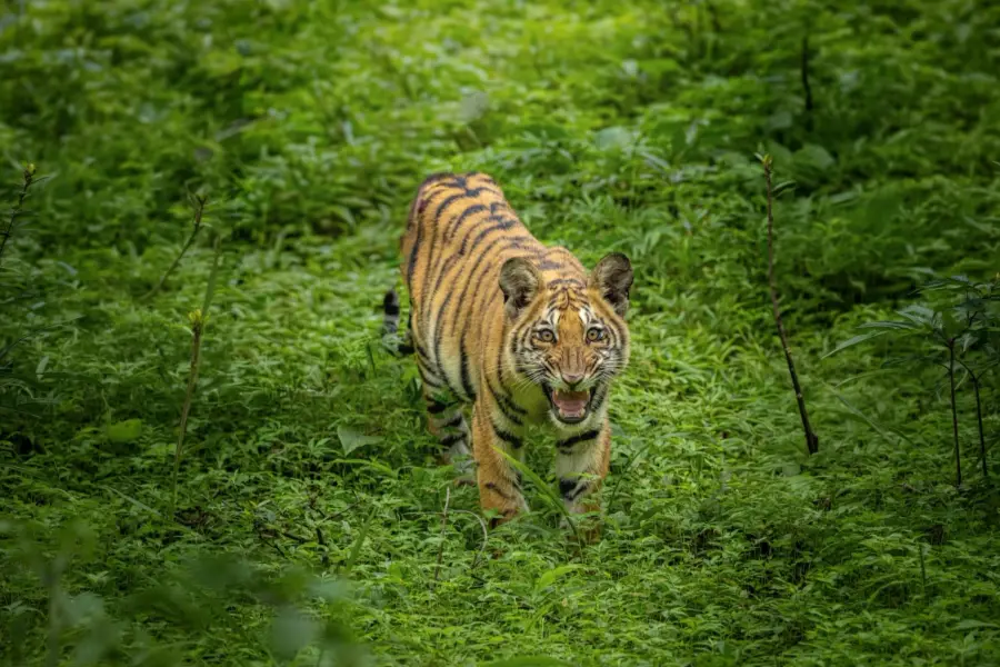 Bengal tiger on a forest road