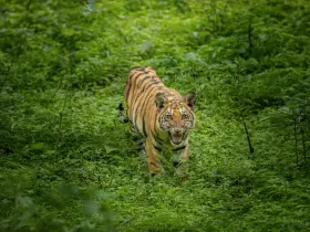 Bengal tiger in the wild