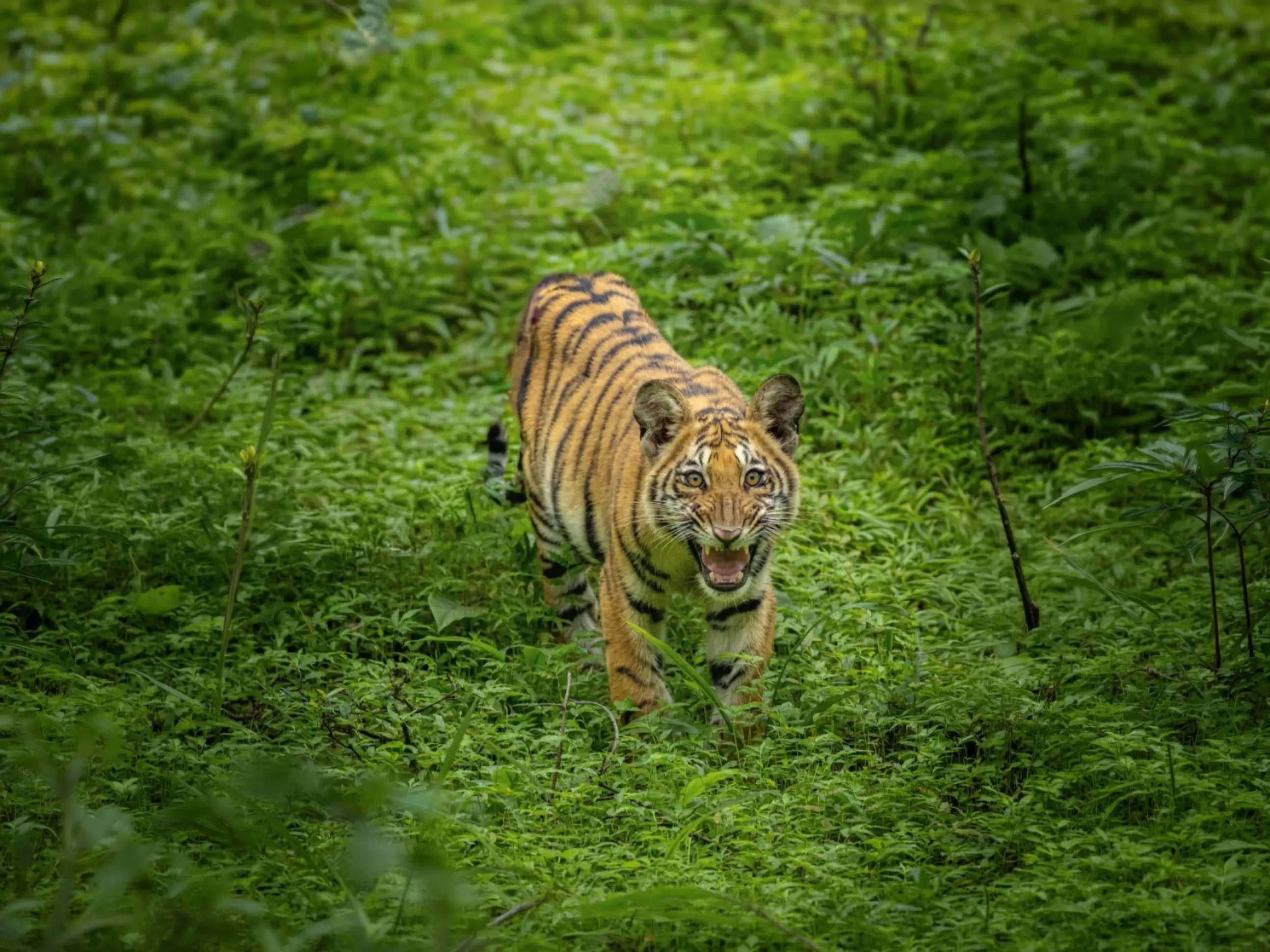 Tiger walking through dense green undergrowth