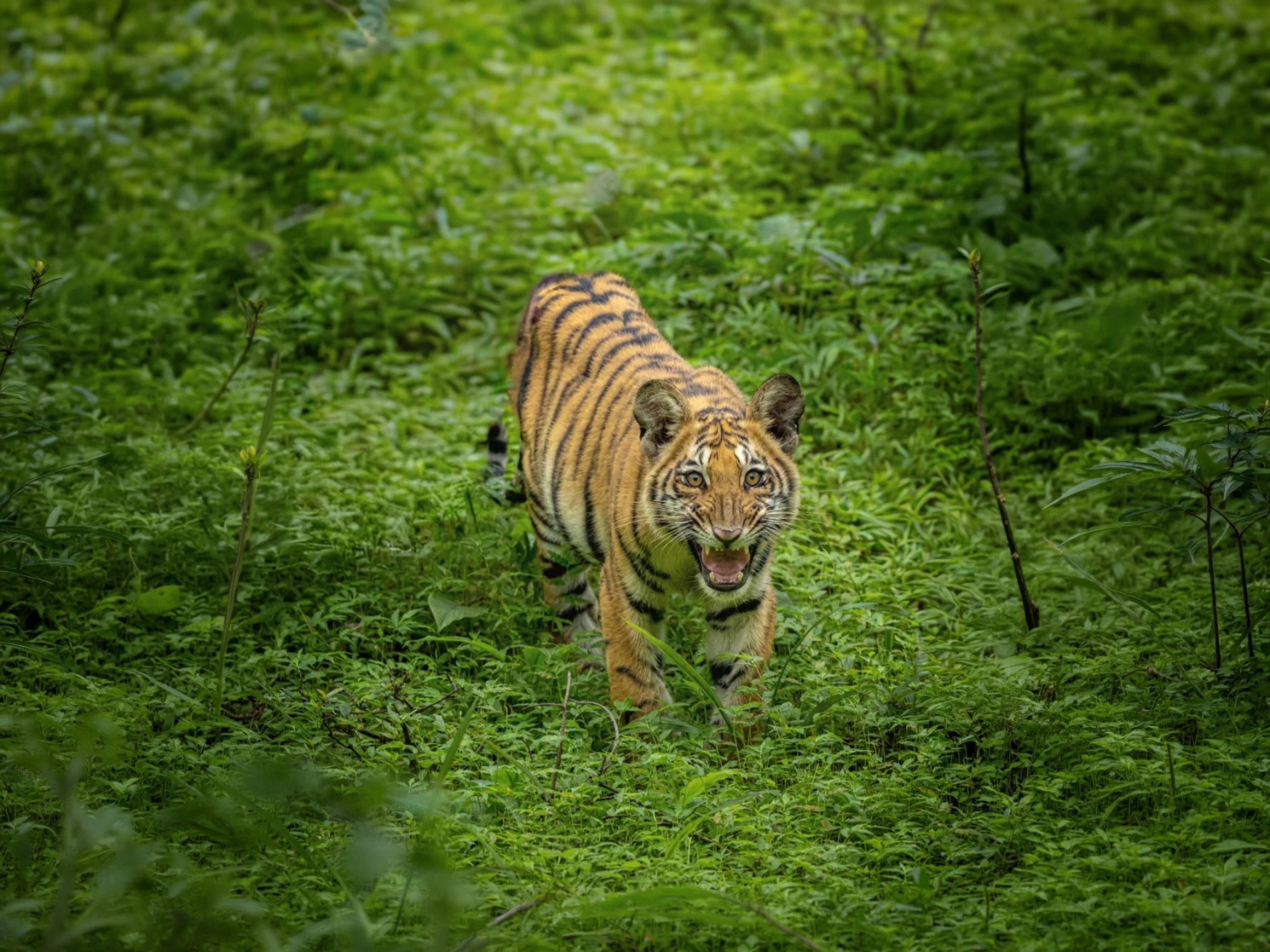 Bor Tiger Safari — Short Break — Maharashtra