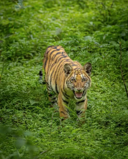 Nagpur to Tadoba: How to Reach Tadoba National Park (Complete Travel Guide)