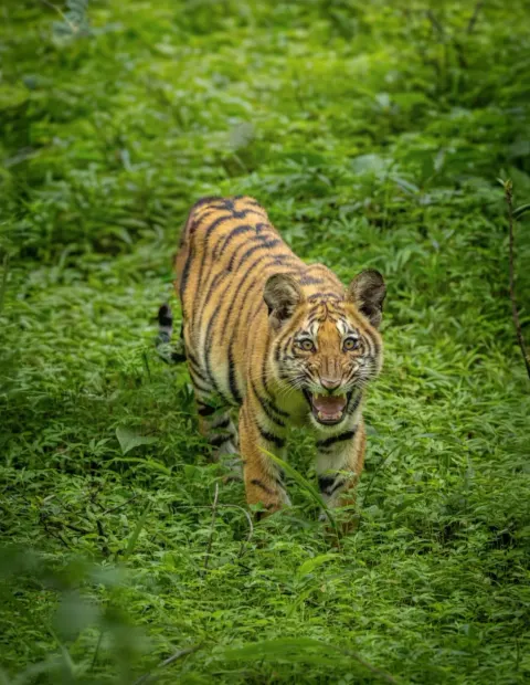 Rajaji Elephant Safari — Uttarakhand