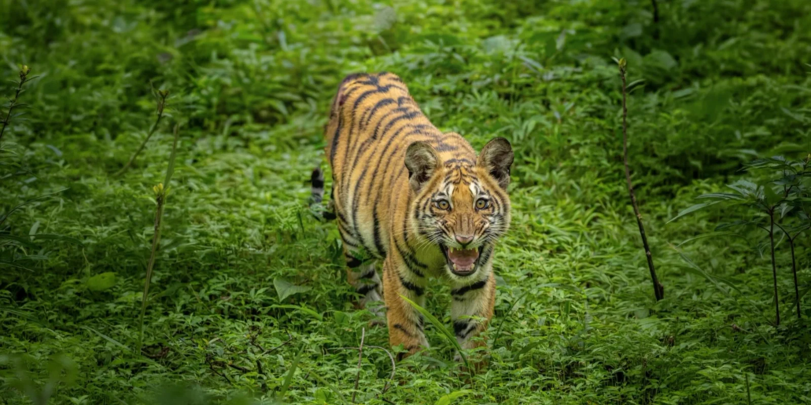 Nagpur to Tadoba: How to Reach Tadoba National Park (Complete Travel Guide)