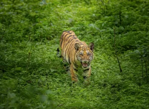 Tipeshwar wildlife — 3-day itinerary