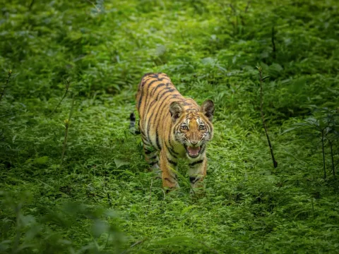 Nagpur to Tadoba: How to Reach Tadoba National Park (Complete Travel Guide)