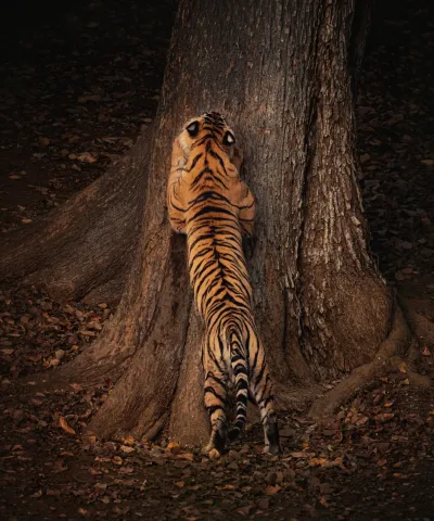 Kanha