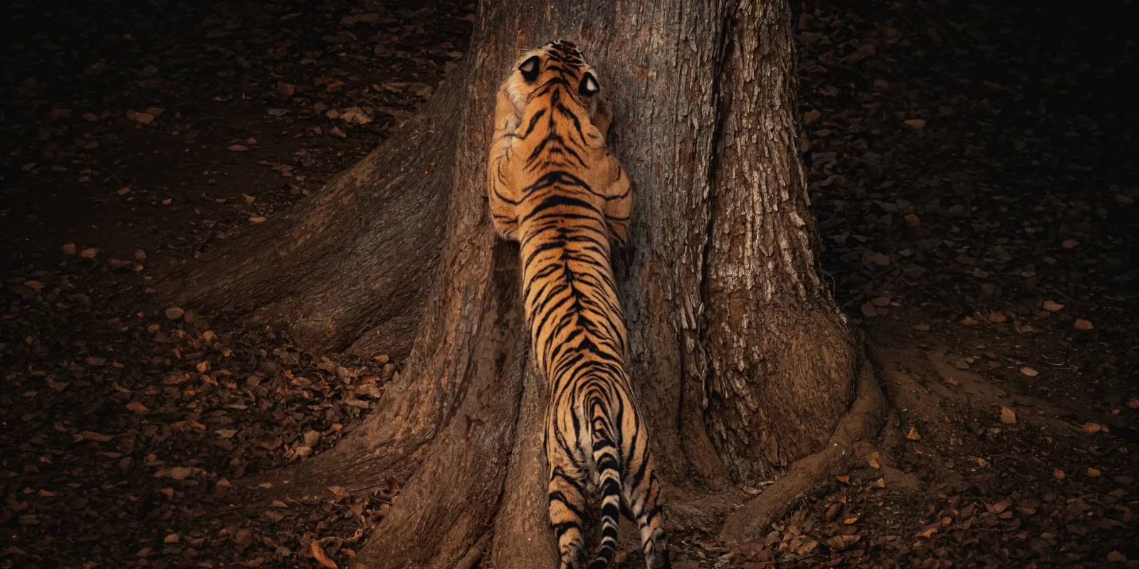 Tadoba Safari vs Pench Safari: A Direct Comparison
