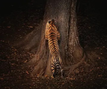 Tadoba Tiger Safari