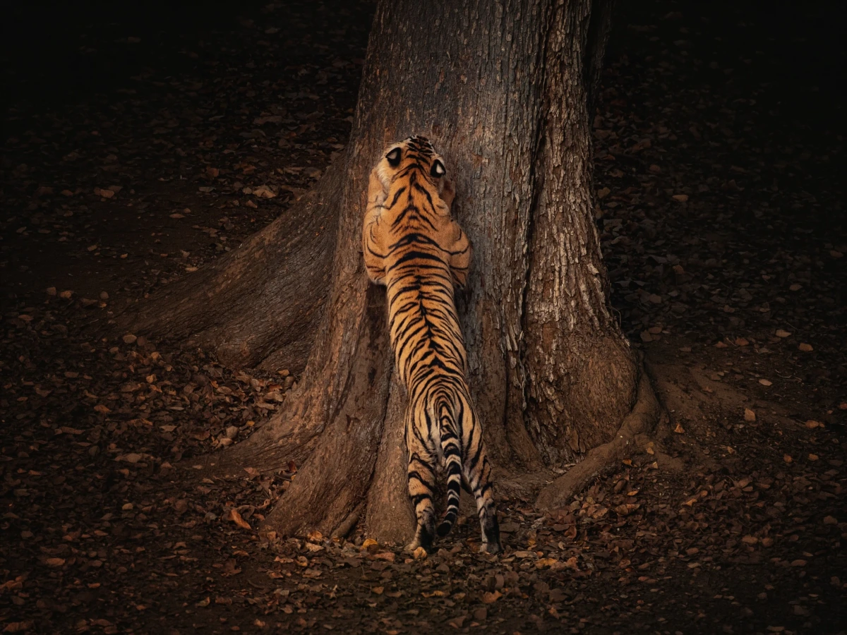 Kanha — Madhya Pradesh