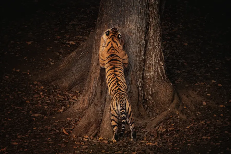 Bengal tiger walking through the teak forest