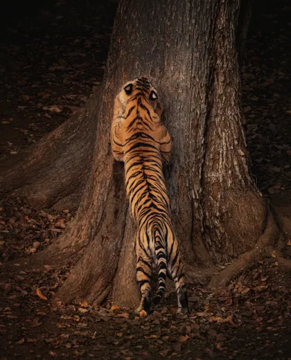 Kanha National Park Safari Guide: Zones, Barasingha and Trip Planning