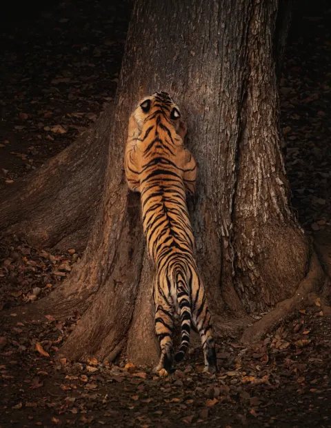 Tipeshwar Tiger Safari — Maharashtra