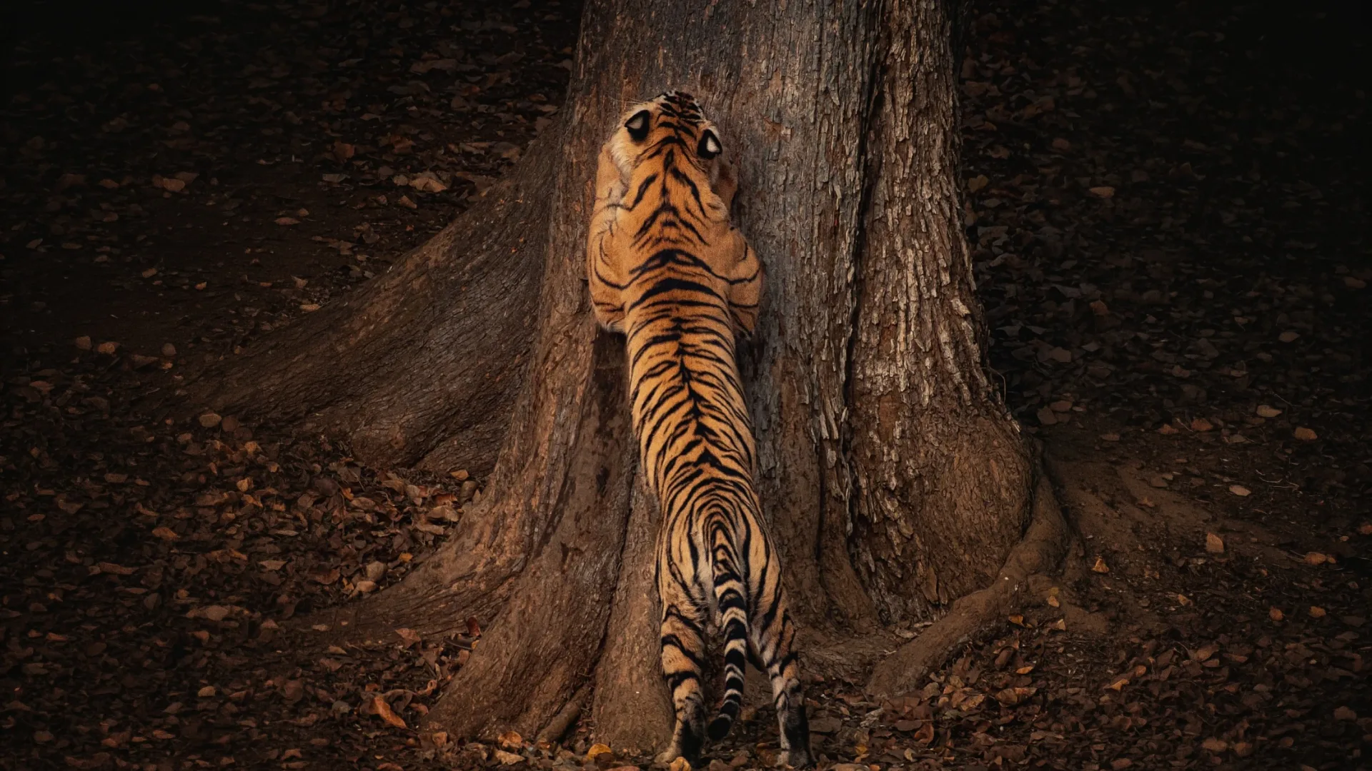 A large male Bengal tiger marking its territory on a tree in central India