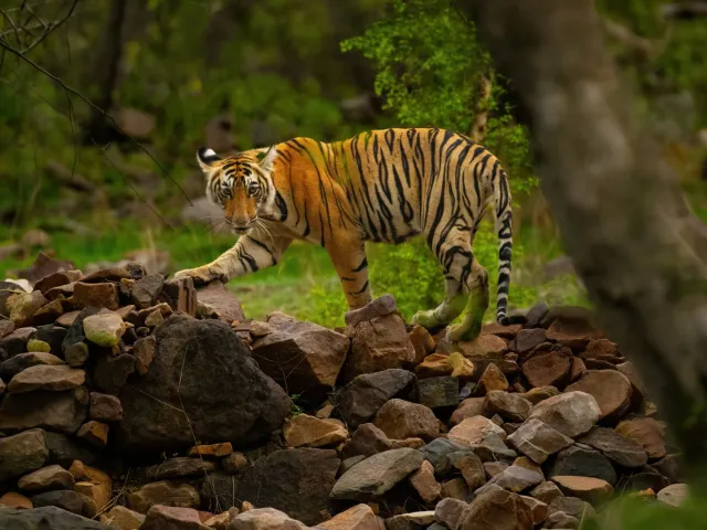 Jim Corbett Tiger Safari — Uttarakhand