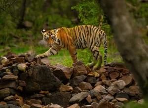 Bor wildlife — 2-day itinerary