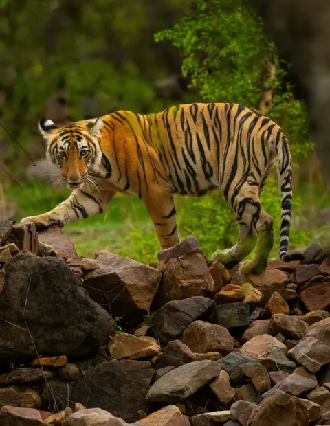 Bor Tiger Safari — Short Break — Maharashtra