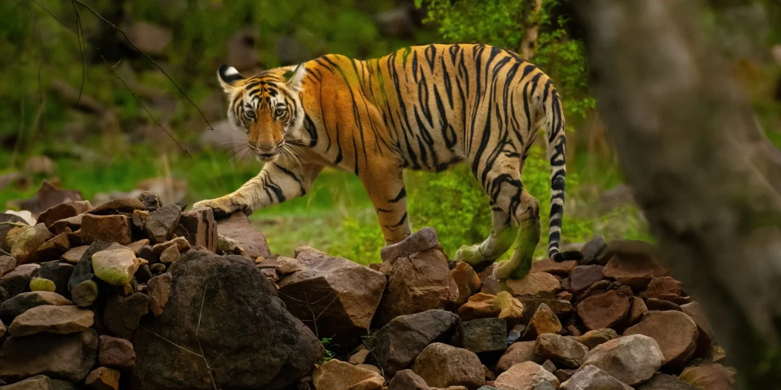 Bengal tiger on safari in Tadoba-Andhari Tiger Reserve