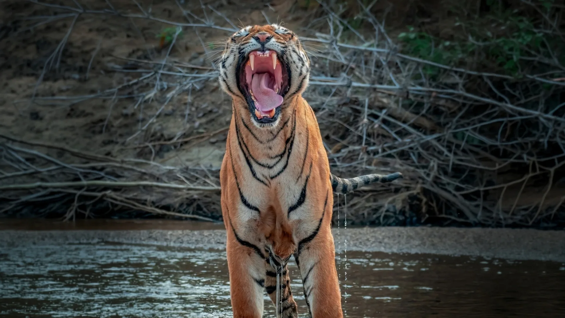 A Bengal tiger roaring while standing in a waterhole at Tadoba Tiger Reserve