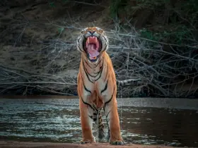 Bengal tiger in the wild