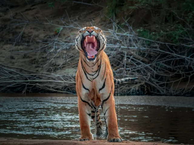 Kanha National Park Safari — Short Break — Madhya Pradesh