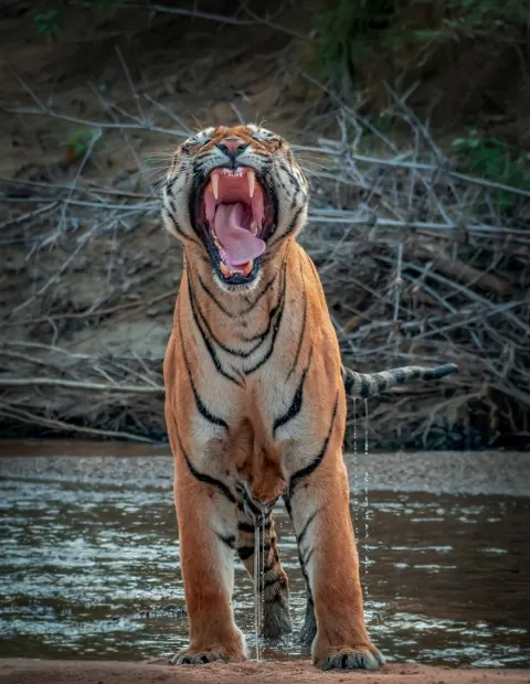 Tipeshwar Tiger Safari — Maharashtra