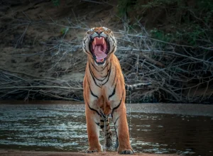 Pench wildlife — 4-day itinerary