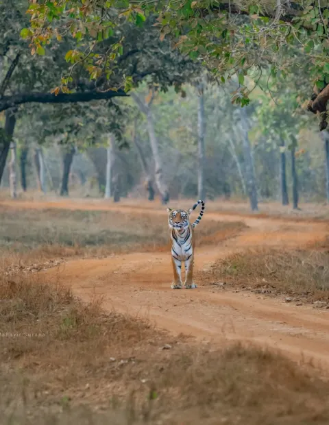 Bor Tiger Safari — Maharashtra