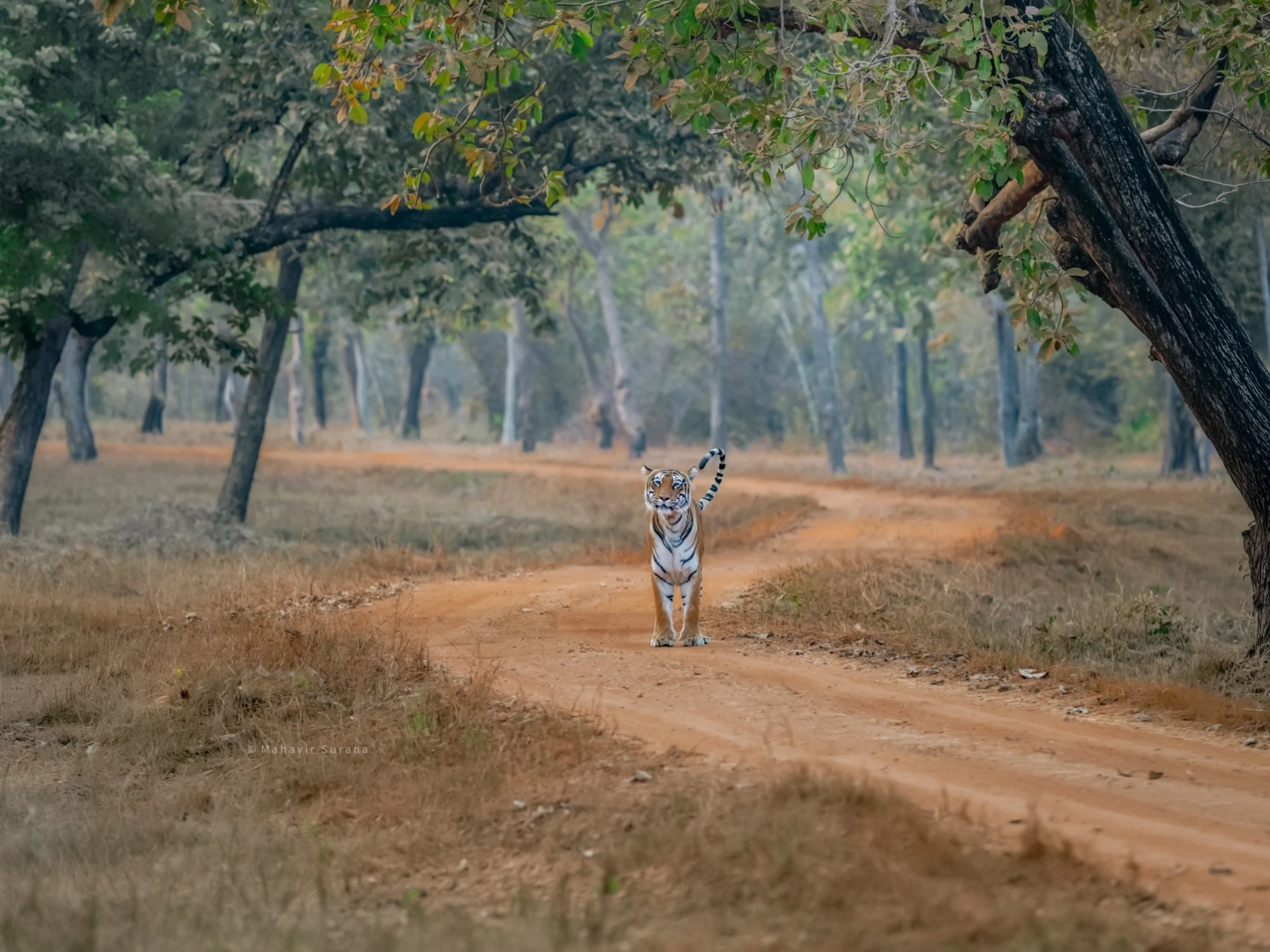Kanha National Park Safari — Madhya Pradesh