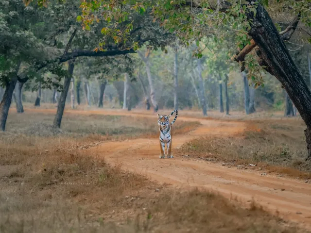 Kanha National Park Safari — Madhya Pradesh