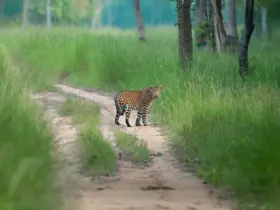 Bengal tiger in the wild
