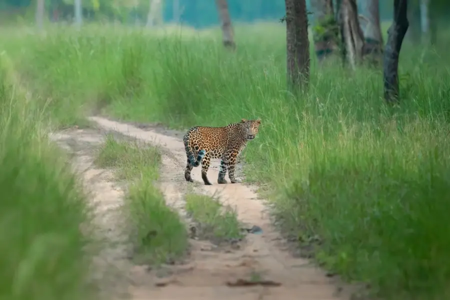 Bengal tiger cooling off in a forest pool