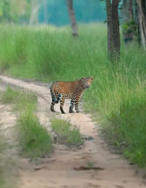 Tipeshwar Tiger Safari — Grand Safari — Maharashtra