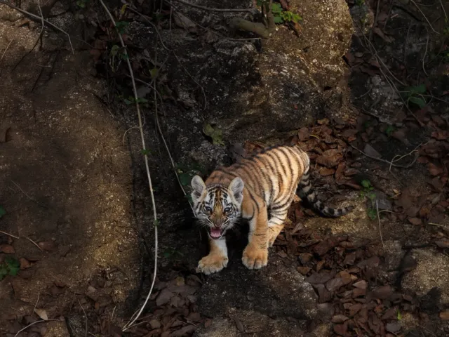 Panna Tiger Safari — Madhya Pradesh