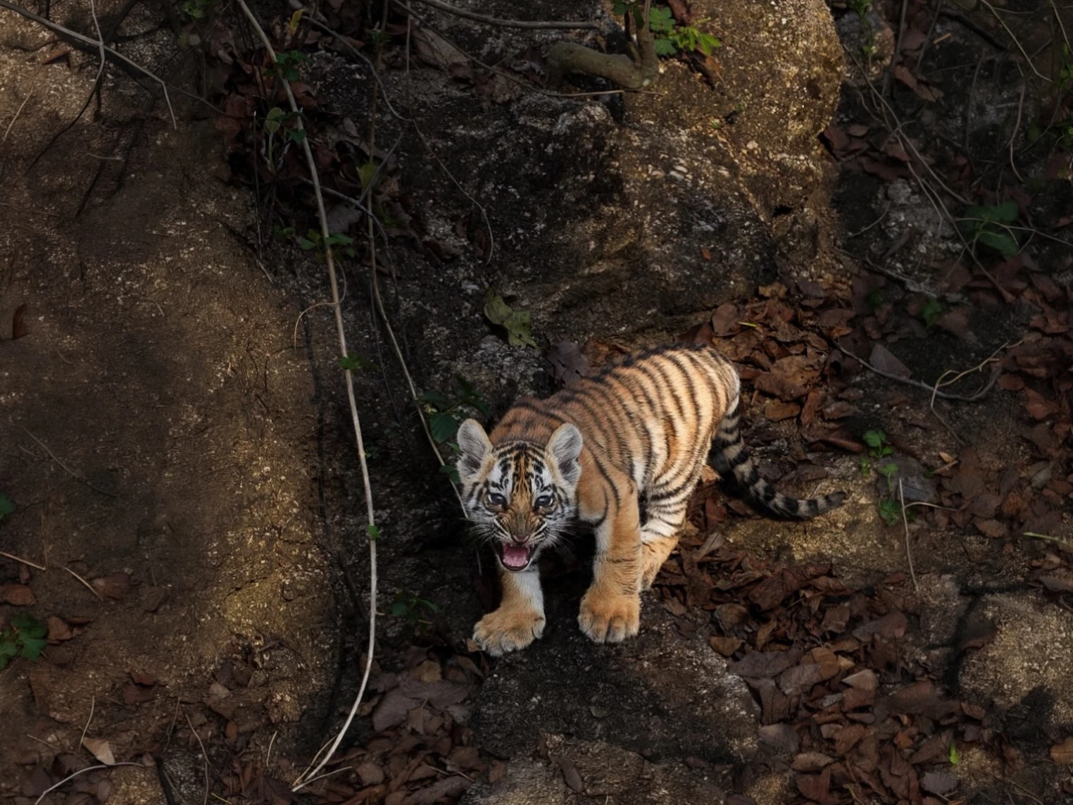Panna Tiger Safari — Madhya Pradesh