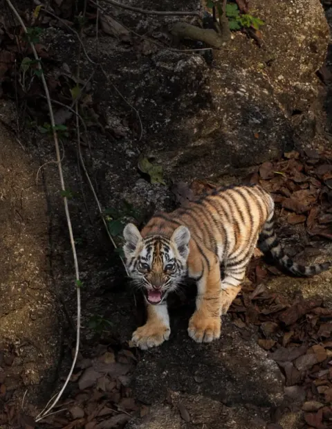 Pench Tiger & Wildlife Safari — Weekend Getaway — Madhya Pradesh