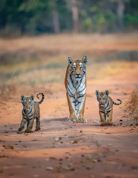 Kishanpur Wildlife Safari — Grand Safari — Uttar Pradesh