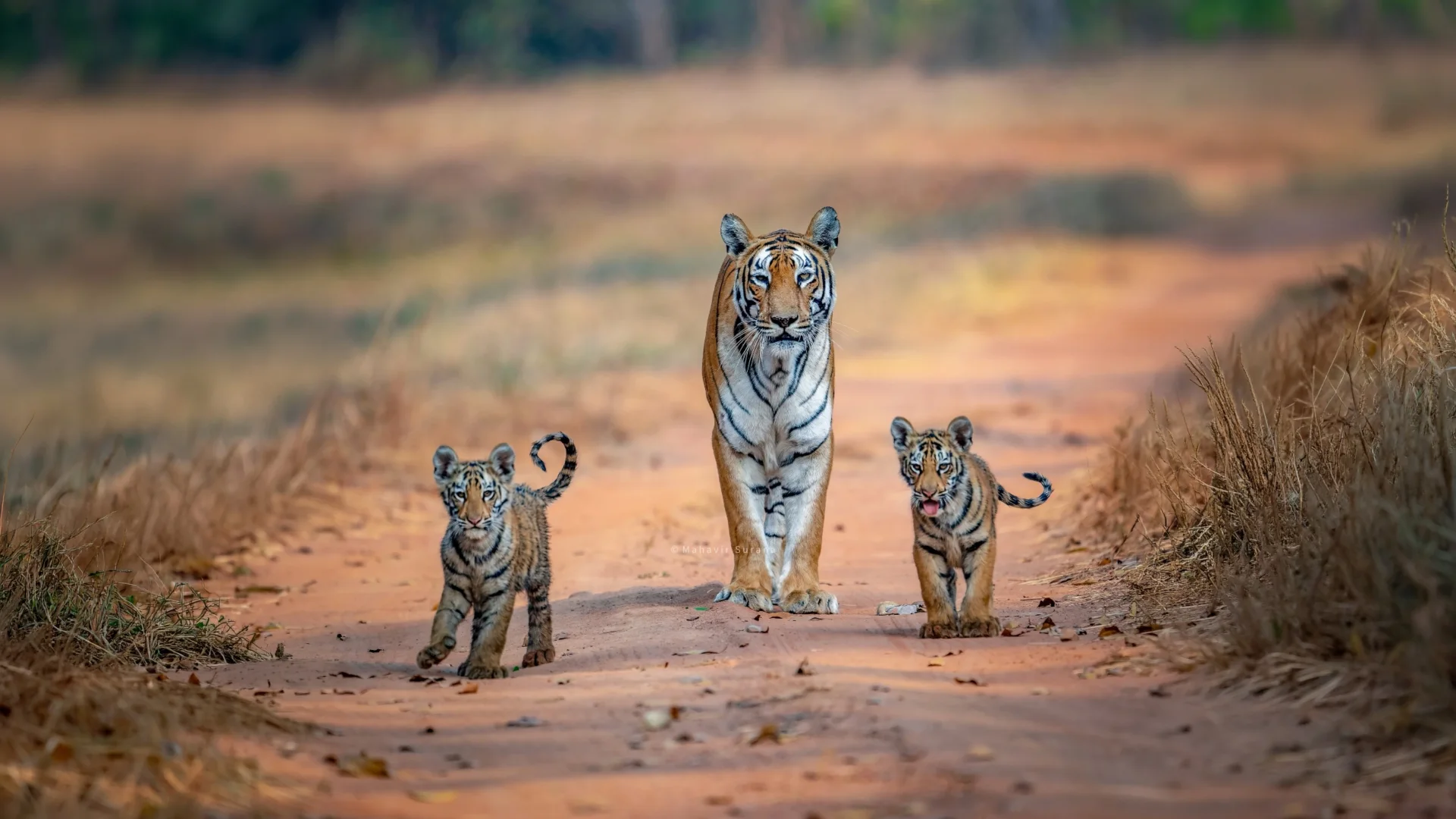 Bengal tiger photographed during an Indian wildlife safari