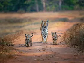 Bengal tiger in the wild