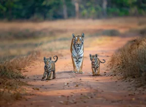 Kanha wildlife — 2-day itinerary