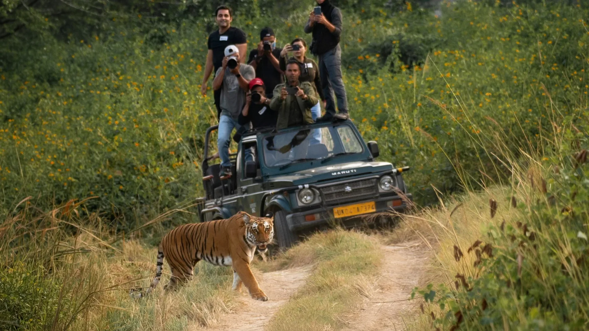 Guests photographing a Bengal tiger from a safari jeep in India